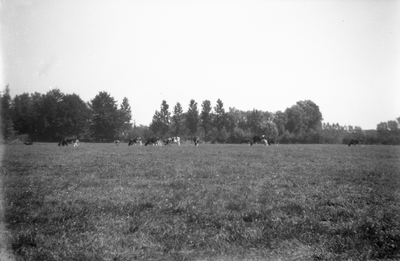 805422 Gezicht op enkele koeien in een weiland in de omgeving van, vermoedelijk, Woudenberg of Scherpenzeel.